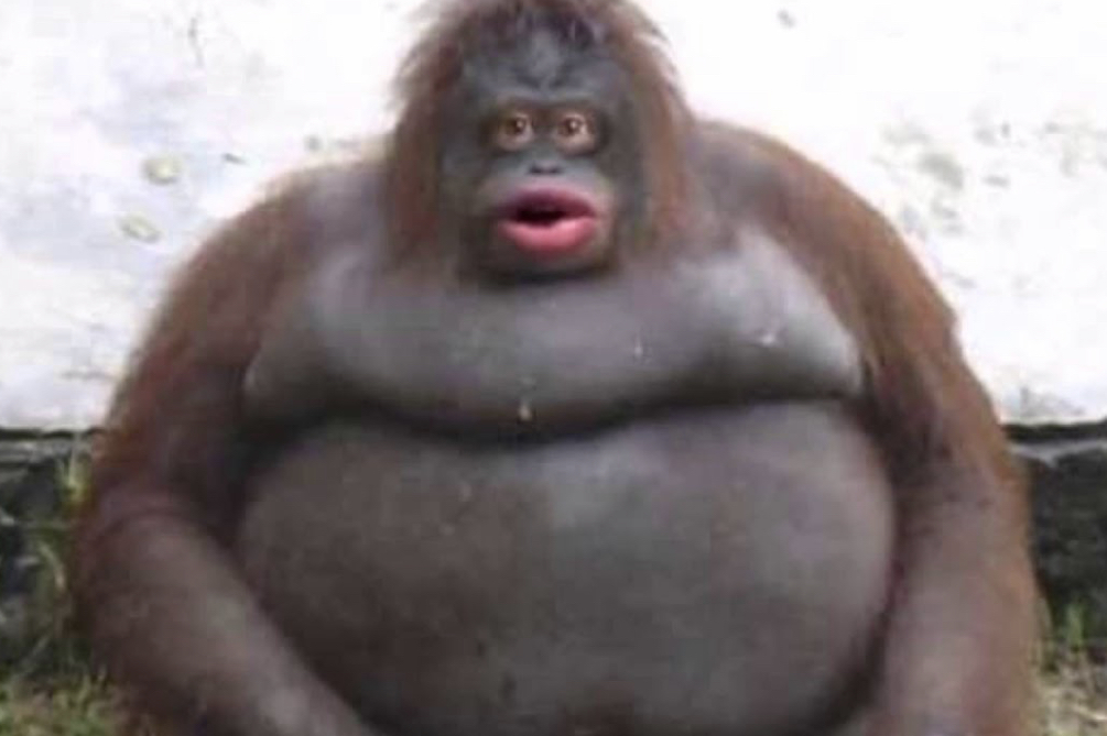 Shoppy profile picture for @Nauseating