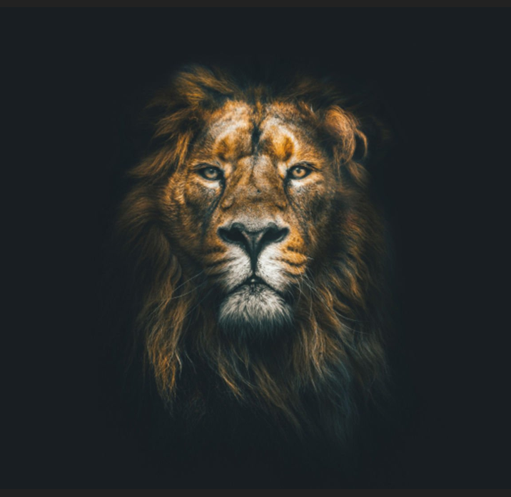 Shoppy profile picture for @zafer