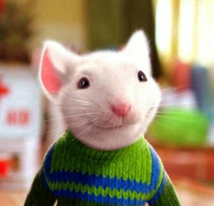 MrStuart