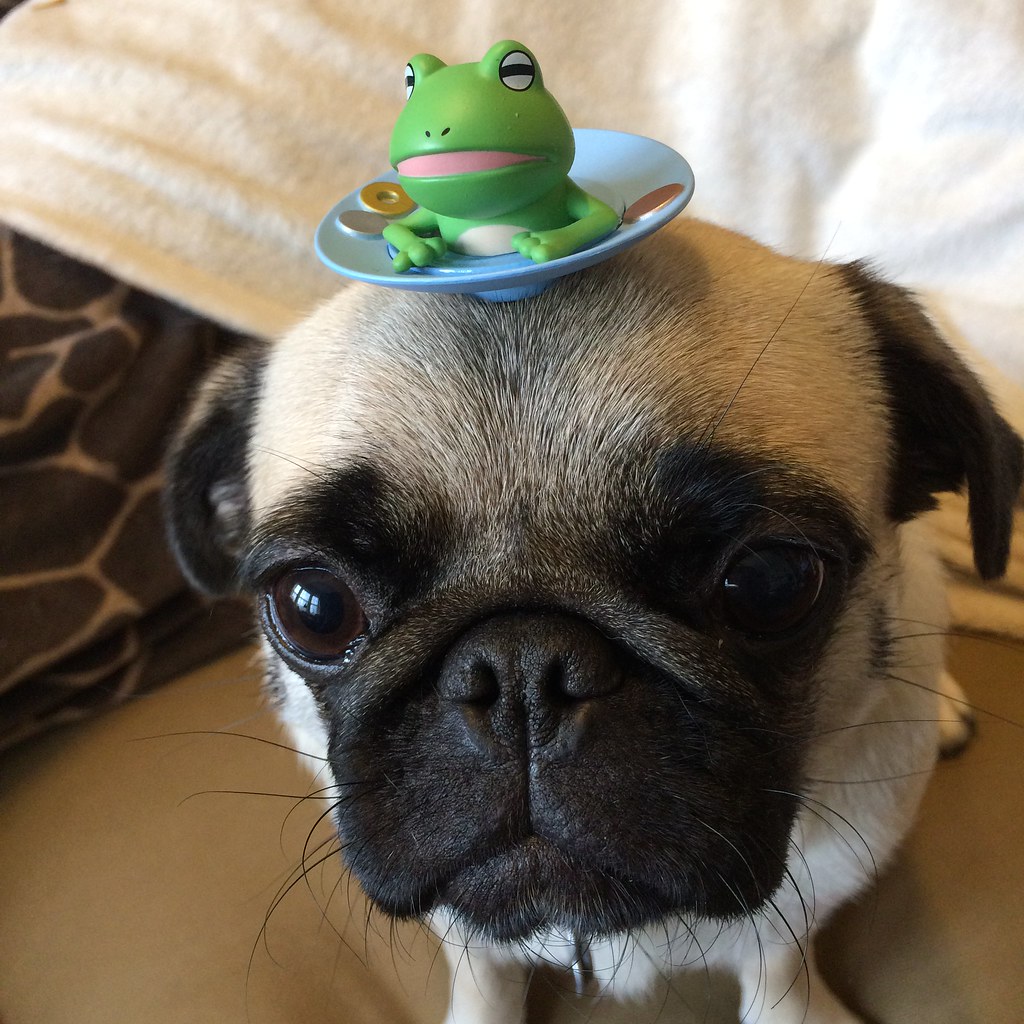 Shoppy profile picture for @pug