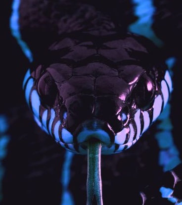 Shoppy profile picture for @Venomous