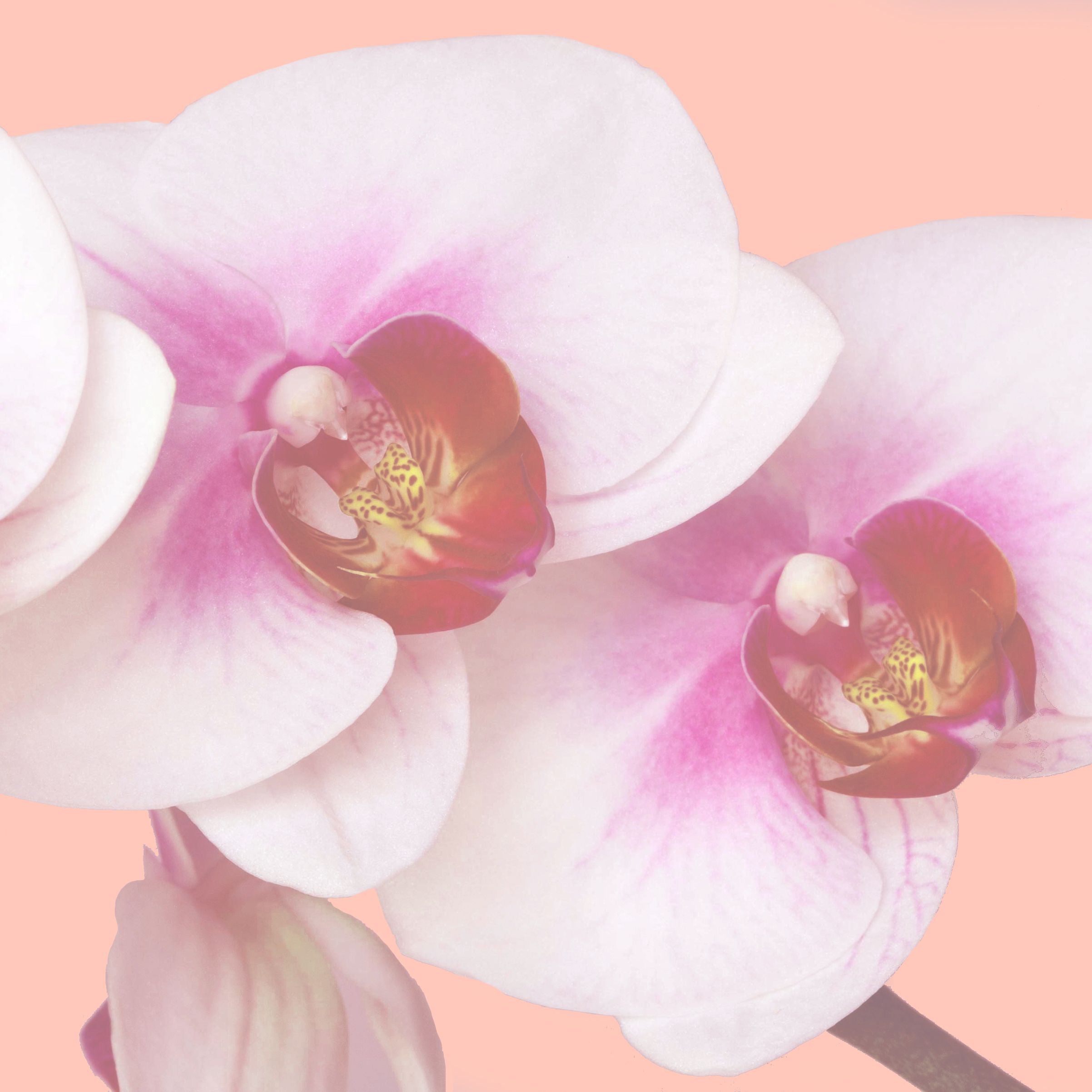 Shoppy profile picture for @Orchid