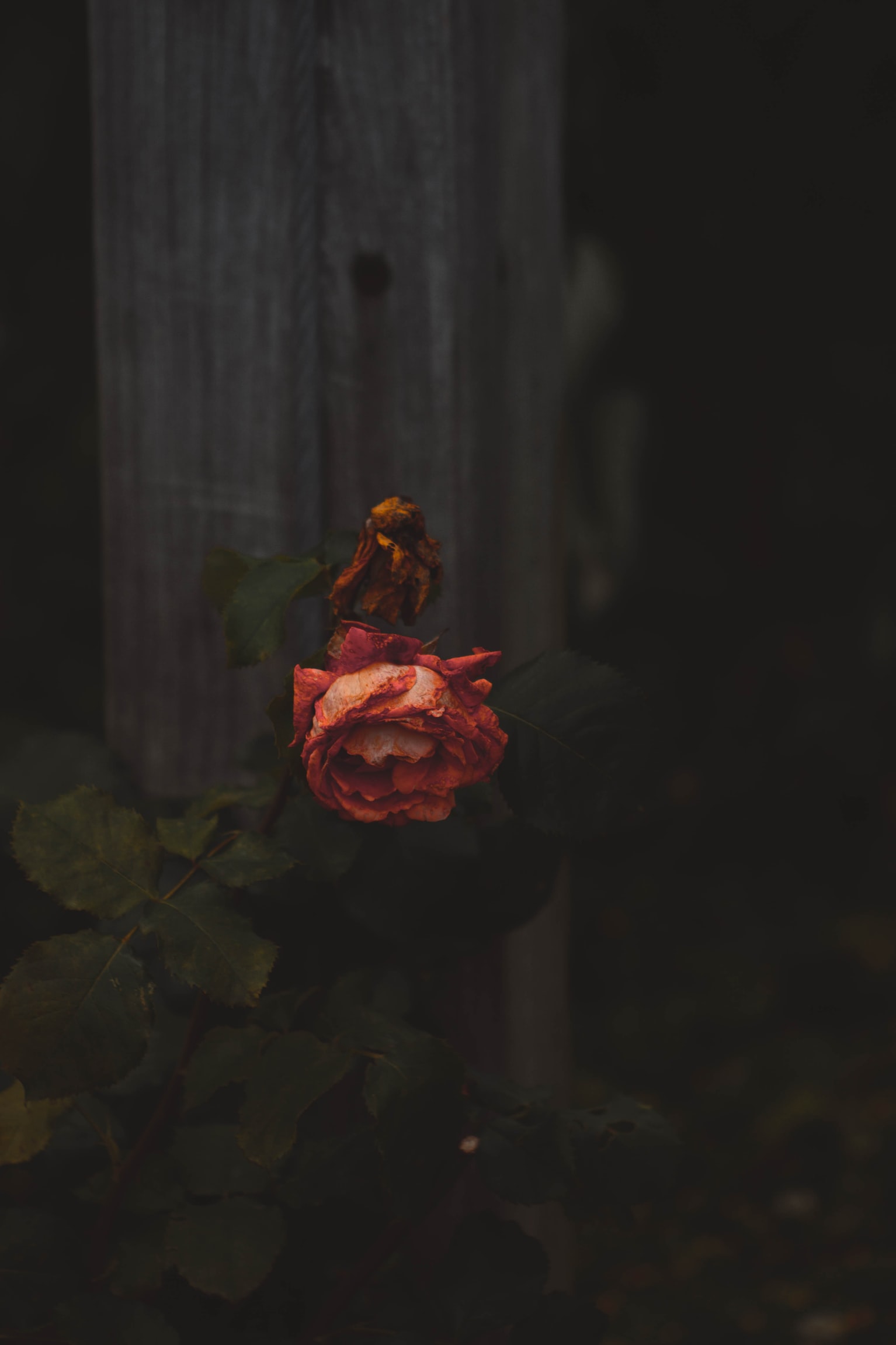Shoppy profile picture for @Herry