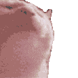 Shoppy profile picture for @Shocking