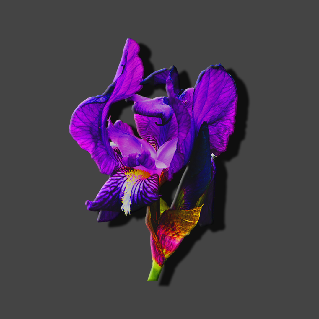 Shoppy profile picture for @Iris