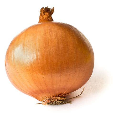 Shoppy profile picture for @onion