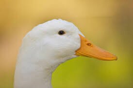 Shoppy profile picture for @duckling