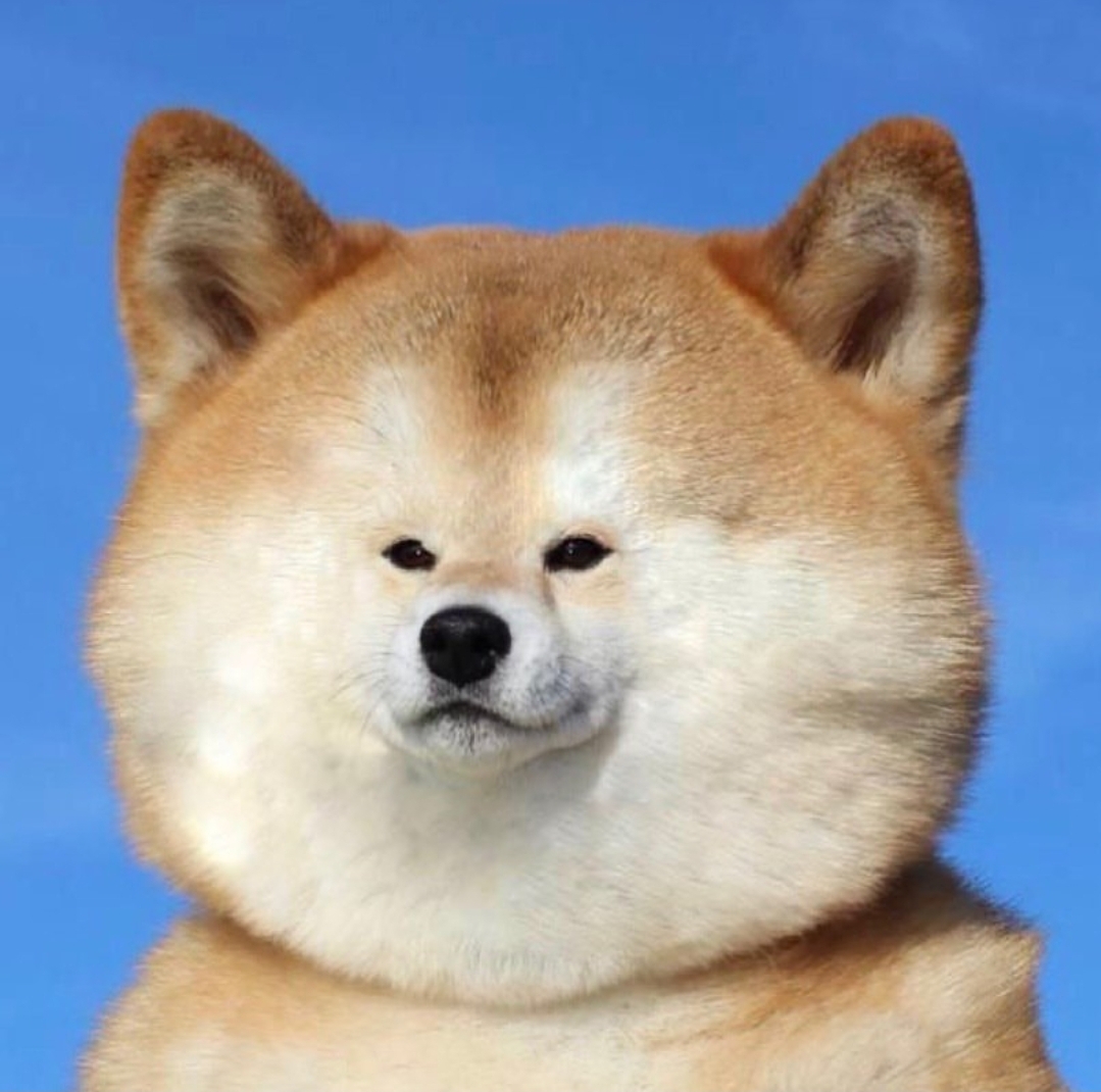 Shoppy profile picture for @inu