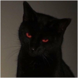 Shoppy profile picture for @burp