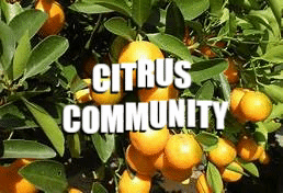 Shoppy profile picture for @Citrus