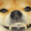 Shoppy profile picture for @Shiba