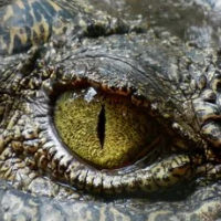 Ame-Crocodile-Trader-Pro